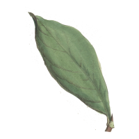 klipart fotoknihy