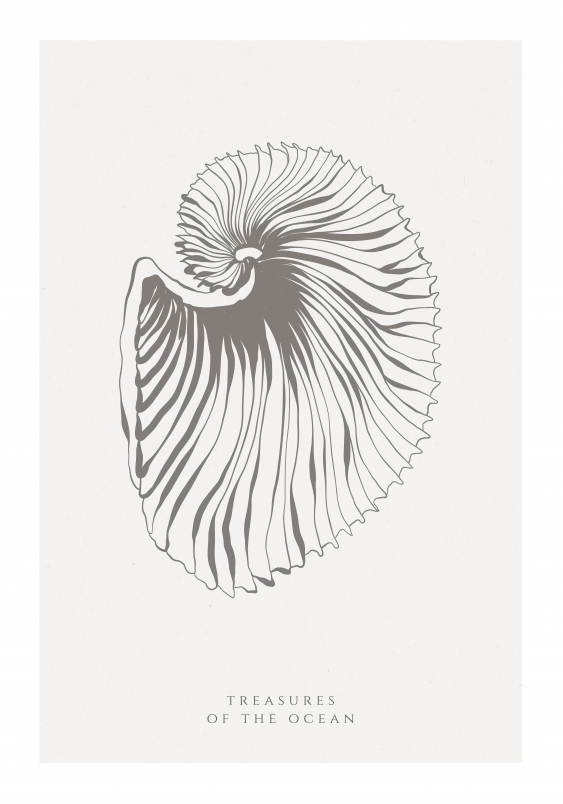 Plagát, Seashells, 70x100