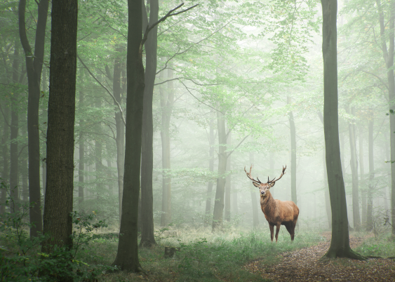 Plagát, Les: Deer, 40x30