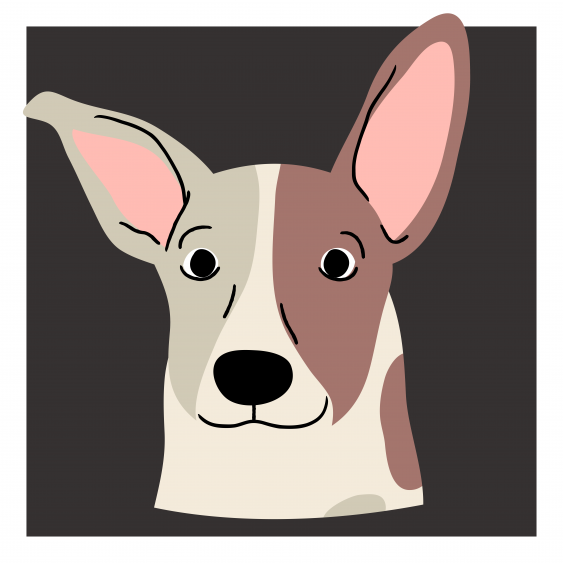 Plagát, Jack Russel, 30x30