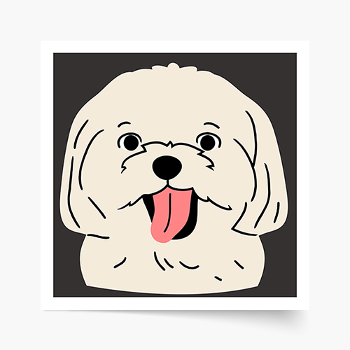 Plagát, Maltézský psík, 30x30