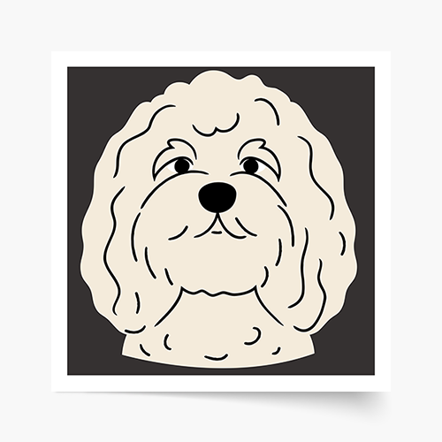 Plagát, Pudel, 30x30
