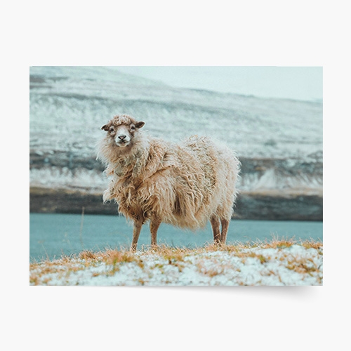 Plagát, Tatry: Ovca 2, 40x30