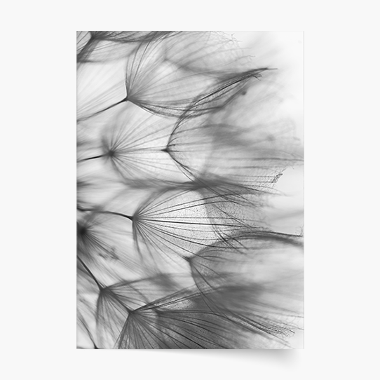 Plagát, Kvety: Púpava 1, 21x30