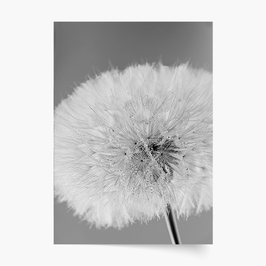 Plagát, Kvety: Púpava 2, 21x30