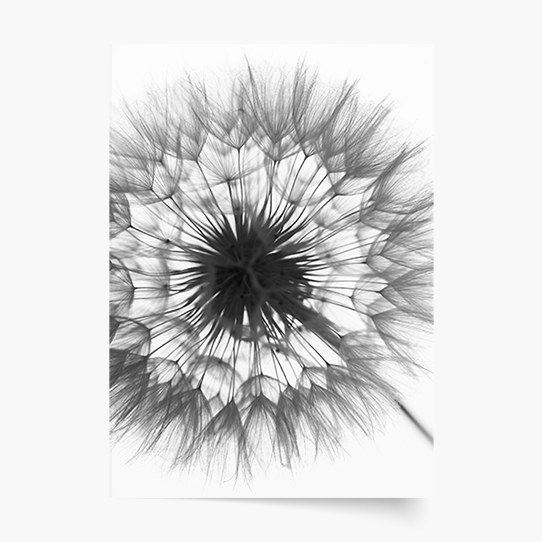 Plagát, Kvety: Púpava 3 , 21x30