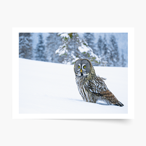 Plagát, Zima: Sova, 40x30