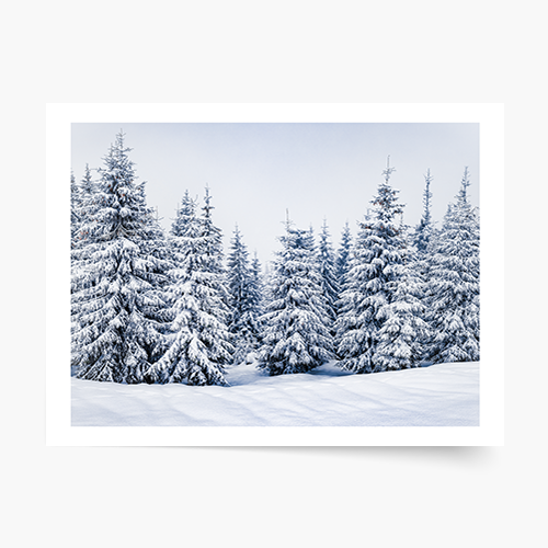 Plagát, Zima: Les, 40x30