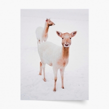 Plagát, Soby , 20x30