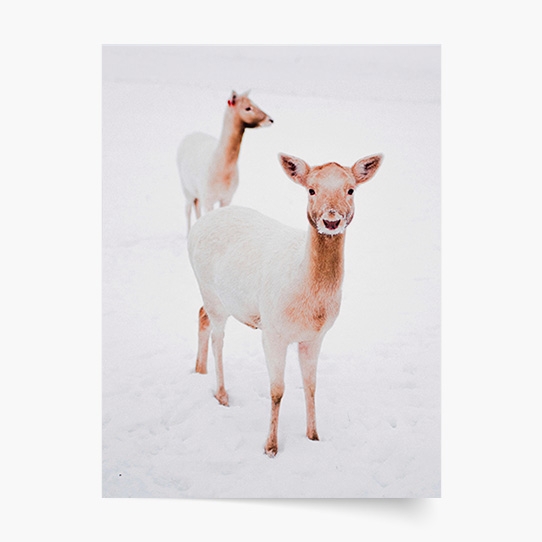 Plagát, Soby , 20x30