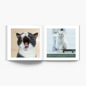 Album mačiatka fotokniha, 20x20 cm