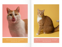 Album mačiatka fotokniha, 20x30 cm