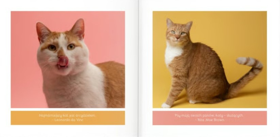 Album mačiatka fotokniha, 20x20 cm